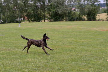 Dutch Shepherd Dog Retrieves Rolling Pin
