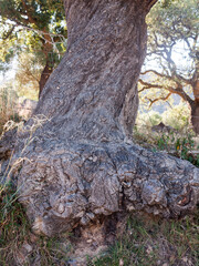 cork oak