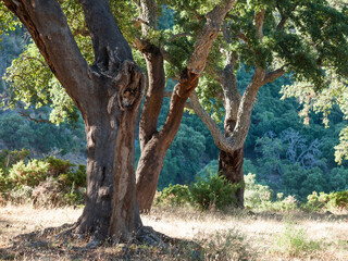 cork oak