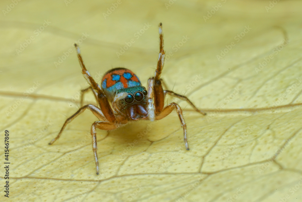 Wall mural macro of a bug