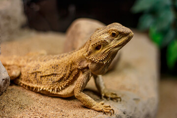 Bearded dragon on a sandy rock