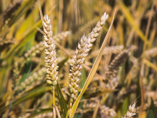 wheat
