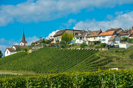 Wine-growing Municipality Fechy, Vaud, Switzerland