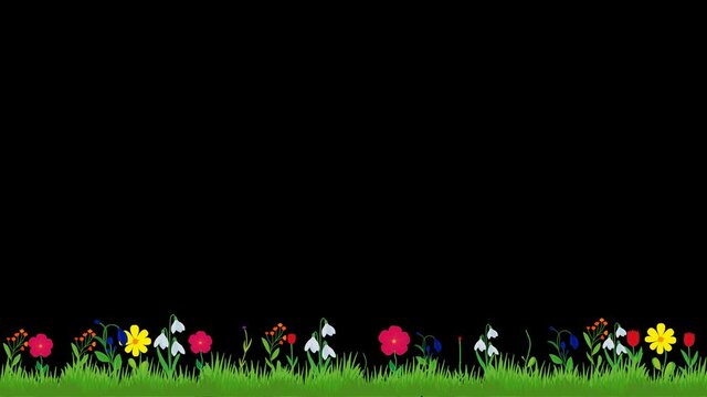 Snow is melting in Spring and Flowers growth with grass  animation concept. Colorful flowers grows motion animation with Alpha channel. Spring Flowers growing after snow and swaying in the wind.