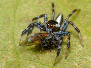 spider on the wall