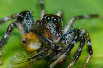 spider on a leaf