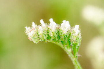 Macro shot of a purple marsh-rosemaries Limoneum, bud flower statice