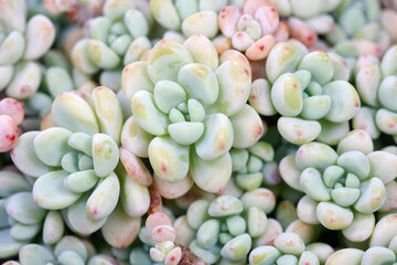 Close up of succulent succulent plants