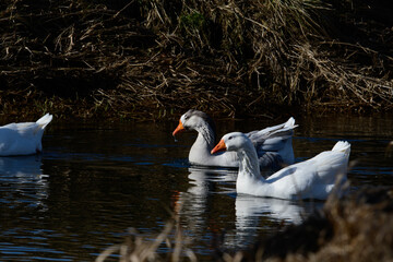 beautiful wild white wild geese in the creek