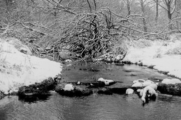 snowy creek and tree