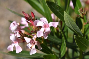 Pink oleander in bloom