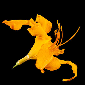 Orange flower of daylily, lat. Hemerocallis, isolated on black background