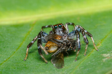 close up of a spider
