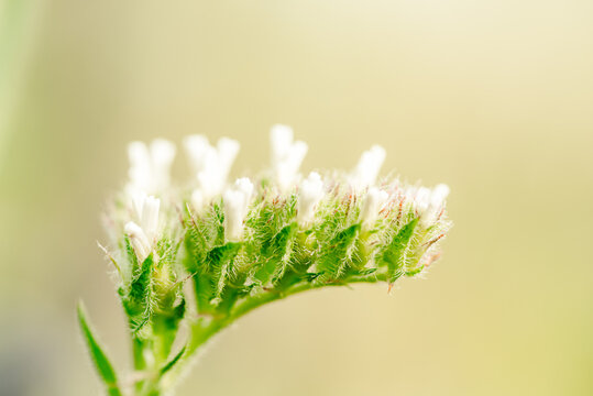 Macro shot of a purple marsh-rosemaries Limoneum, bud flower statice