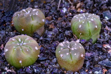 Close-up on a group of Astrophytum asterias cactus plants grown from seeds at the age of 4 months - 415470063