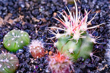 Close-up on a group of various cactus plants grown from seeds at the age of 4 months - 415470098