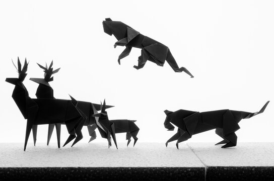 Naturaleza salvaje de papel