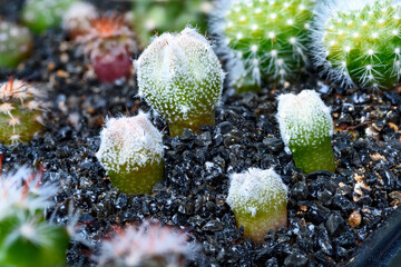 Close-up on a group of Astrophytum myriostigma cactus plants grown from seeds at the age of 4 months - 415470229