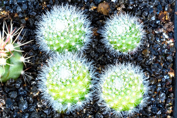 Close-up on a group of Rebutia muscula cactus plants grown from seeds at the age of 4 months - 415470278