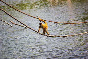 Monkey on a rope