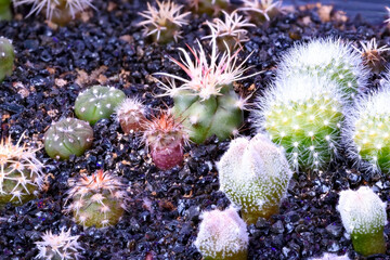 Close-up on a group of various cactus plants grown from seeds at the age of 4 months - 415470621