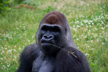 Gorilla chewing a piece of straw