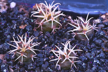 Close-up on a group of Coryphantha kracikii cactus plants grown from seeds at the age of 4 months - 415470683