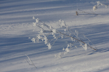 Snow covered flowers in winter