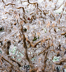 low growing landscape plant covered with ice after a freezing rain ice storm, focus is soft when looking through ice