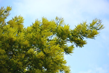 A branch of a mimosa tree in blooming, full of yellow flowers