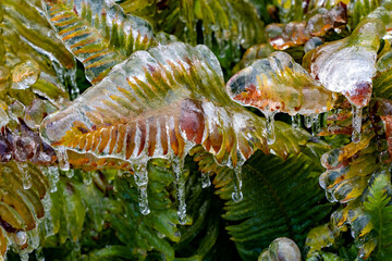 A western sword fern covered with ice after a freezing rain ice storm, focus is soft when looking...