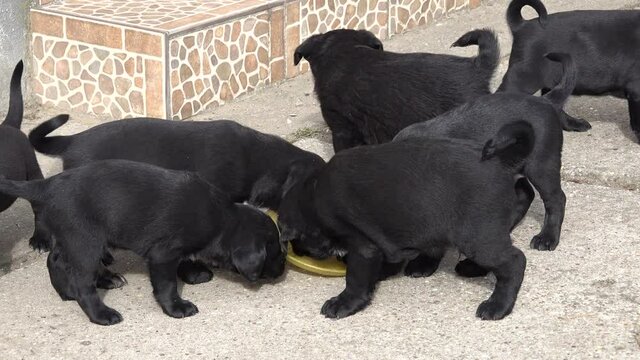 Group of black puppies eating together int the yard, from a plate, the puppies are hungry, running, wagging their tails 