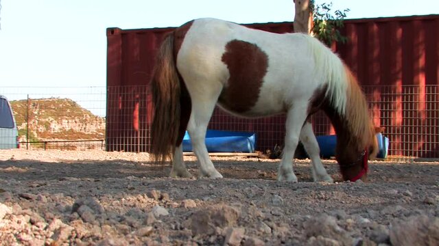 Patmos Greece two beautiful little pone is dinging with its leg 