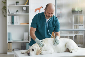 Side view portrait of mature veterinarian listening to heartbeat of dog during examination at vet...