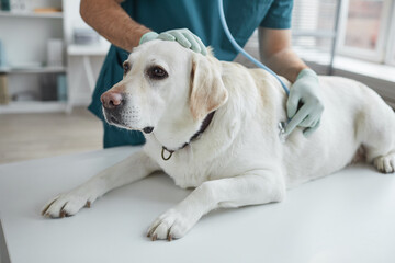 Cropped portrait of unrecognizable male veterinarian listening to heartbeat of dog during...