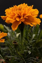 macro photography of natural flowers with great details captured with the macro lens