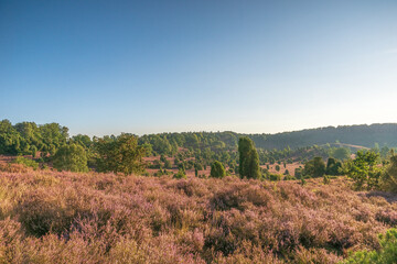 Fototapeta premium Lüneburger Heide