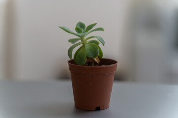 Succulent, Terrarium Cactus, Succulent Cactus