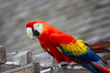 red and yellow macaw