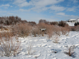 goose nest in the snow