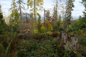 Forest and beautiful clouds in Carpathian Mountains