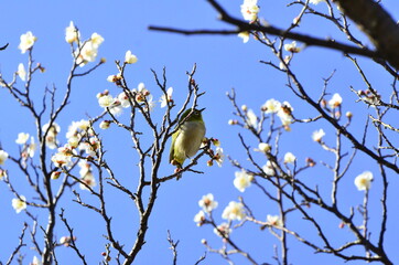 梅の花とメジロ