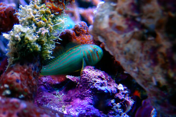 Fototapeta na wymiar Green clown coral goby - Gobiodon histrio