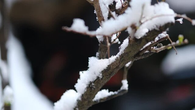 木の枝に積もる冷たい雪
