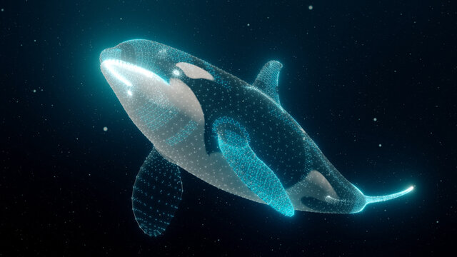 3d rendered illustration of Killer Whale Orca. High quality photo