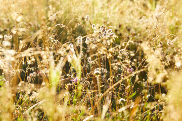 beautiful meadow with grass and flowers