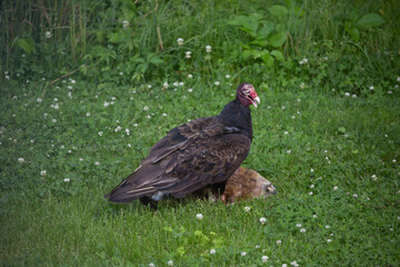 Vulture & Groundhog