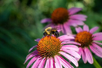bee on a flower