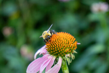 bee on a flower