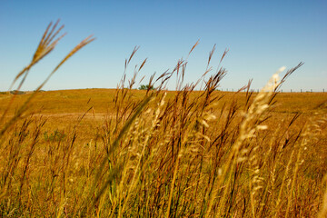 golden wheat field